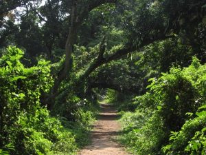 ইছামতীর পারে একটা গা ছমছমে রাত।