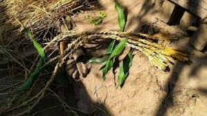 makar sankranti poush parbon history and ritual in bengali culture