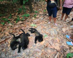 Howler Monkeys